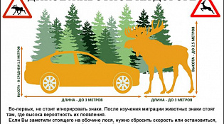 Памятка водителям: что делать, если на дороге дикий зверь
